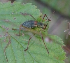 Barbitistes serricauda