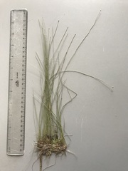 Eleocharis tenuis