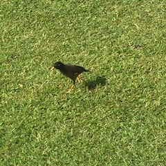 Acridotheres tristis