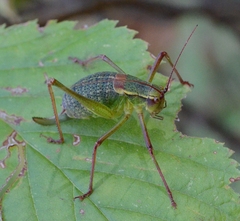 Barbitistes serricauda