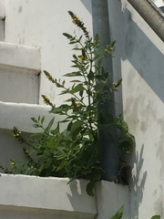 Lindenbergia philippensis