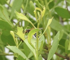 Tachytes