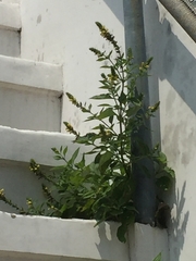 Lindenbergia philippensis