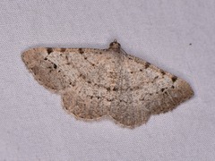 Frederickia nigricomma