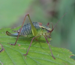 Barbitistes serricauda