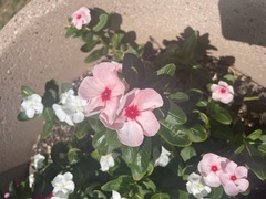 Catharanthus