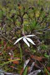 Caladenia saccharata