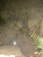 Faxonius virilis