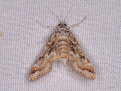 Parapoynx diminutalis