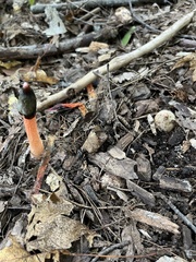 Phallus rugulosus