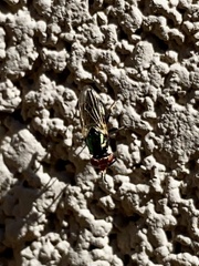 Physiphora alceae