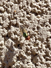 Physiphora alceae