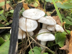 Leucocybe connata