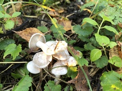 Leucocybe connata