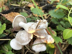 Leucocybe connata