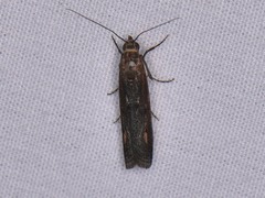 Elasmopalpus lignosella