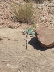 Crotaphytus collaris