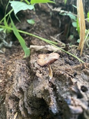 Psathyrella bipellis
