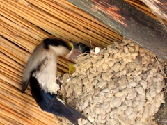 Hirundo smithii