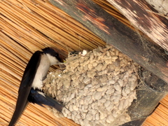 Hirundo smithii
