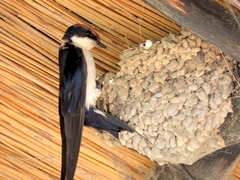 Hirundo smithii
