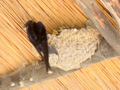 Hirundo smithii