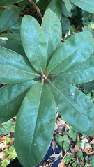 Rhododendron × hybridum