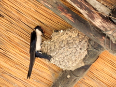 Hirundo smithii