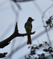 Myiarchus tyrannulus
