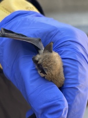 Myotis ciliolabrum