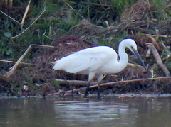 Egretta garzetta garzetta