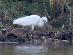 Egretta garzetta garzetta