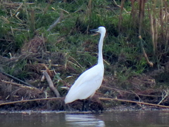 Egretta garzetta garzetta