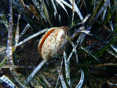 Pinna nobilis