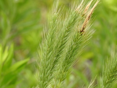 Hordeinae