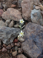 Stellaria longipes