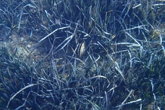 Pinna nobilis