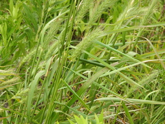 Hordeinae