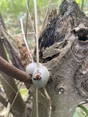 Lycogala flavofuscum