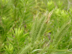 Hordeinae