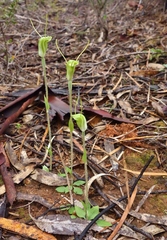Pterostylis setulosa