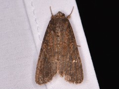 Spodoptera frugiperda