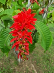 Warszewiczia coccinea