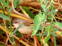 Prinia subflava bechuanae