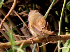 Prinia subflava bechuanae