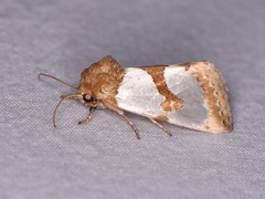 Schinia chrysellus