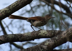 Toxostoma longirostre