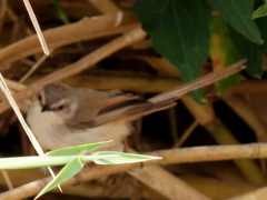 Prinia subflava bechuanae