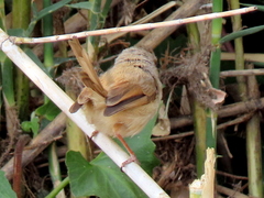 Prinia subflava bechuanae