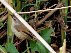 Prinia subflava bechuanae